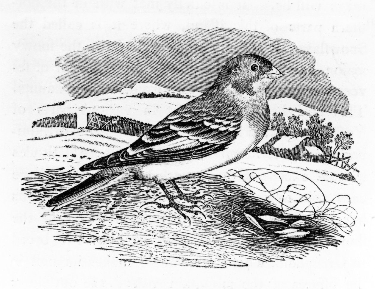 Tawny Bunting，来自Thomas Bewick的“英国鸟类史”的插图，于1797年首次出版 作者 托马斯·贝威克