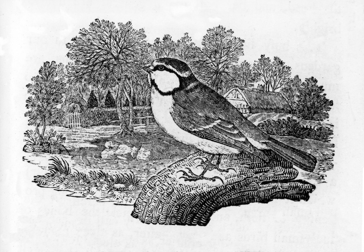 蓝山雀，来自托马斯·比威克的“英国鸟类史”的插图，首次出版于1797年 作者 托马斯·贝威克