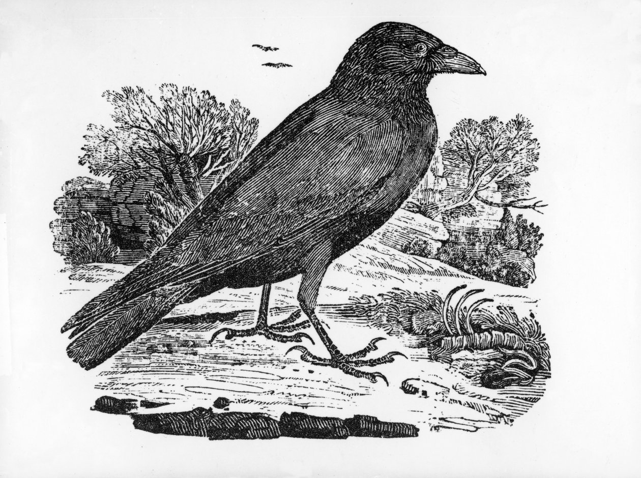 Carrion Crow，来自Thomas Bewick的“英国鸟类的历史”的插图，首次出版于1797年 作者 托马斯·贝威克