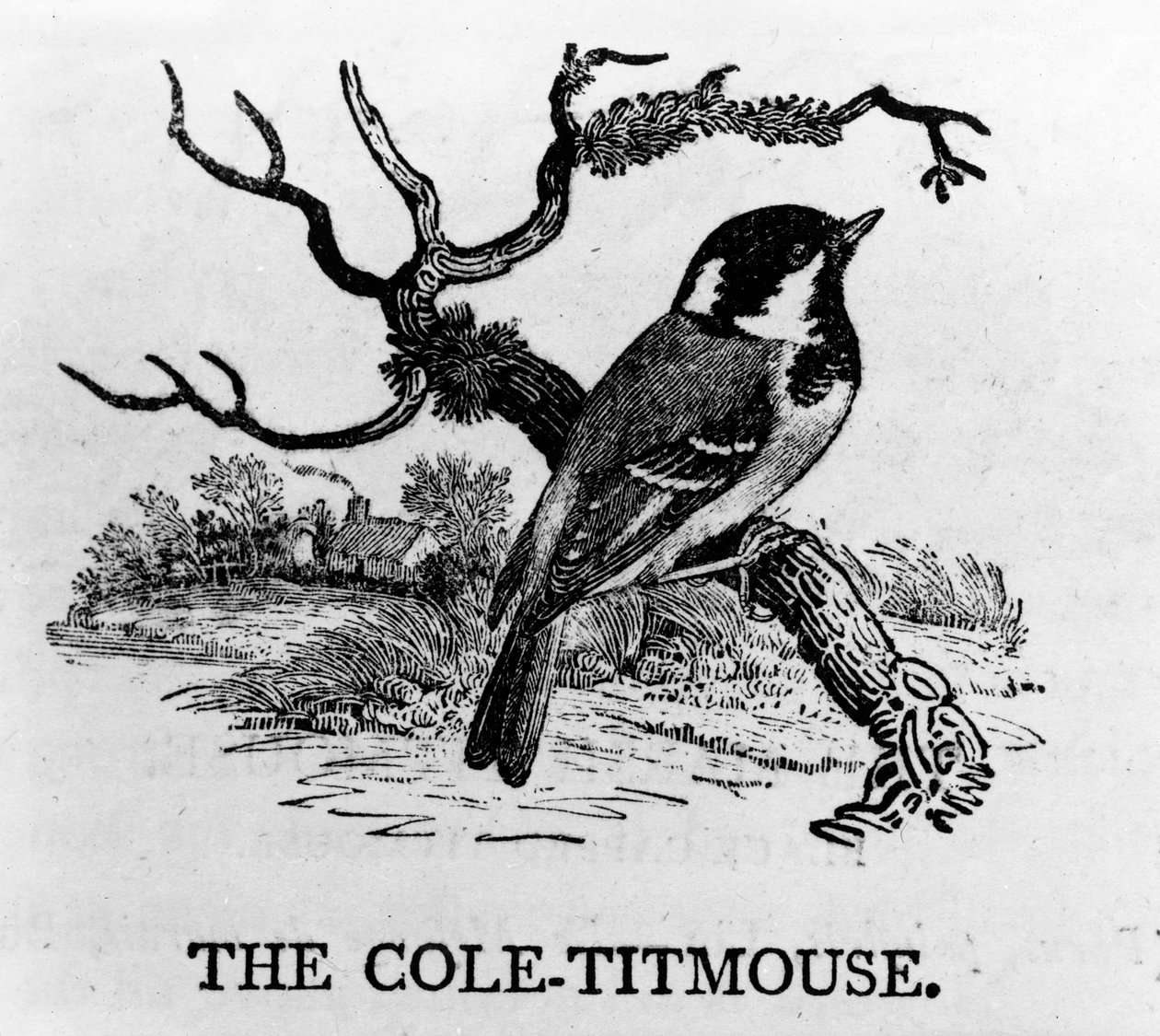 Cole-Titmouse，来自Thomas Bewick的“英国鸟类的历史”的插图，首次出版于1797年 作者 托马斯·贝威克