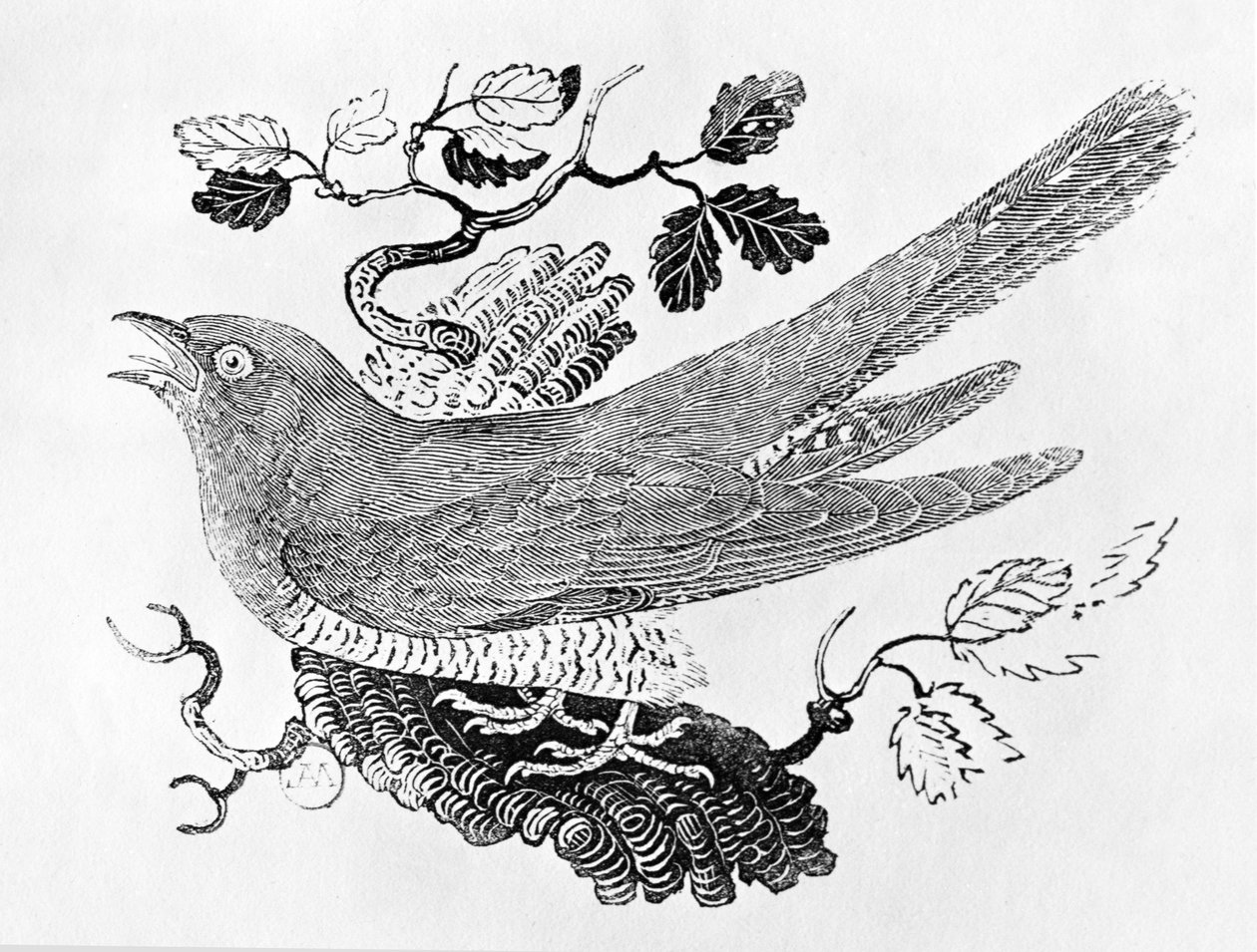 杜鹃（Cuculus canorus）来自“英国鸟类史”第一卷，酒吧。 1797年（木版画） 作者 托马斯·贝威克