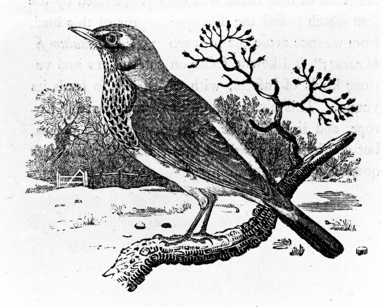 Fieldfare，来自托马斯·比威克的“英国鸟类史”的插图，首次出版于1797年（木刻） 作者 托马斯·贝威克