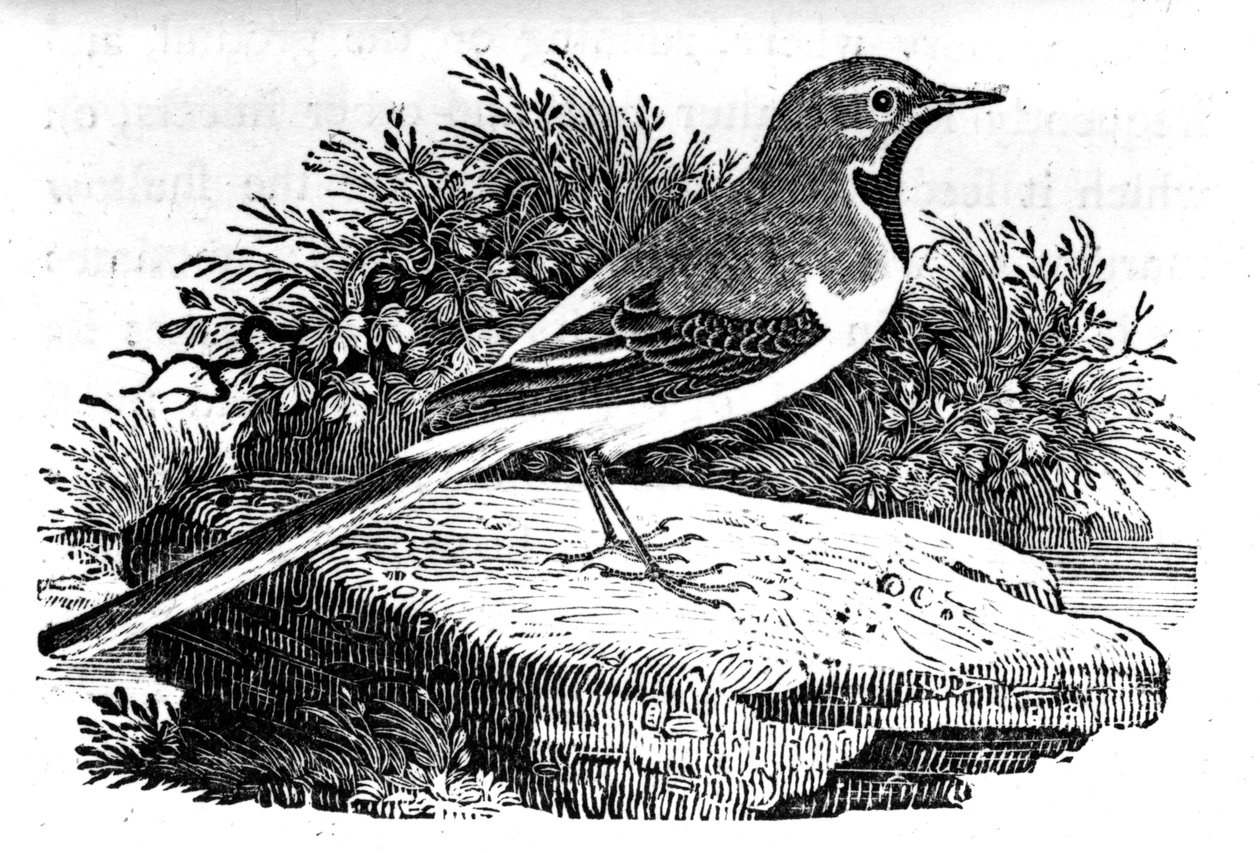 Grey Wagtail，来自托马斯·比威克的“英国鸟类史”的插图，首次出版于1797年 作者 托马斯·贝威克