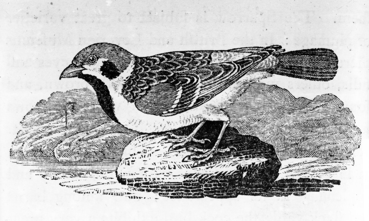 The Mountain Sparrow，来自托马斯·比威克的“鸟类史”的插图，于1797年首次出版 作者 托马斯·贝威克