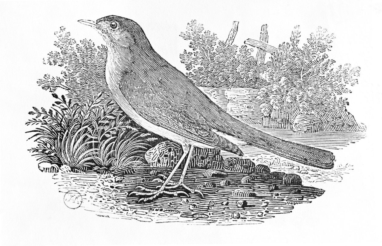 夜莺（Luscinia megarhynchos）来自“英国鸟类史”第一卷，酒吧。 1797年（木版画） 作者 托马斯·贝威克