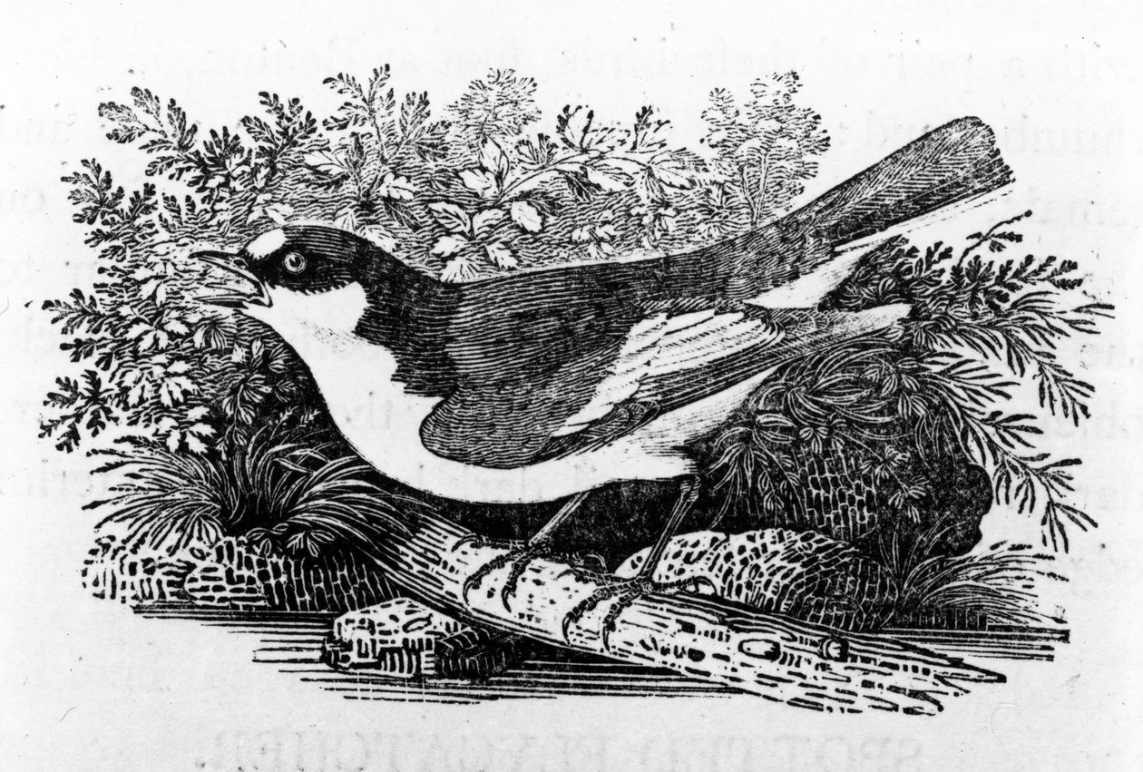 The Pied Flycatcher，来自托马斯·比威克的“英国鸟类史”的插图，于1797年首次出版 作者 托马斯·贝威克