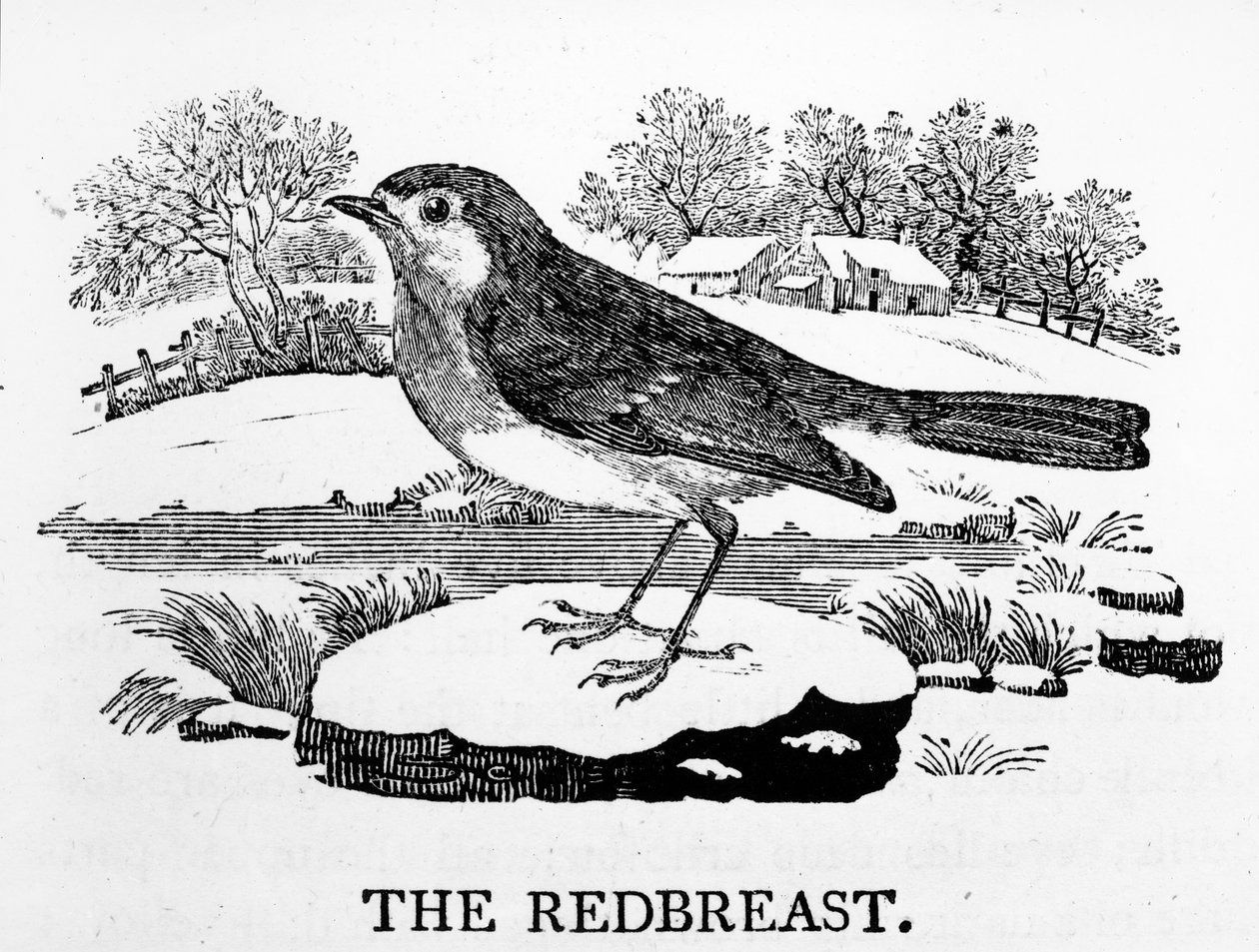Redbreast，来自托马斯·比威克的“英国鸟类的历史”的插图，首次出版于1797年 作者 托马斯·贝威克