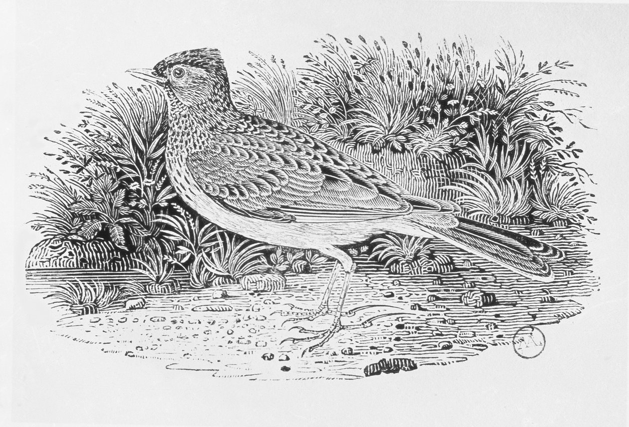 The Skylark（Alauda arvensis）来自“英国鸟类史”第一卷，酒吧。 1797年（木版画） 作者 托马斯·贝威克