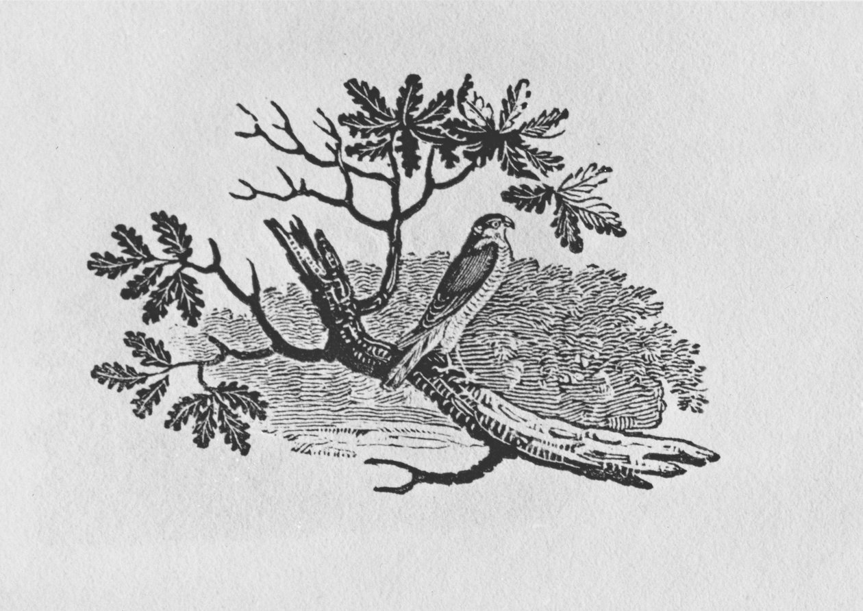 Sparrowhawk（Accipiter nisus）来自“英国鸟类史”第一卷，酒吧。 1797年（木版画） 作者 托马斯·贝威克