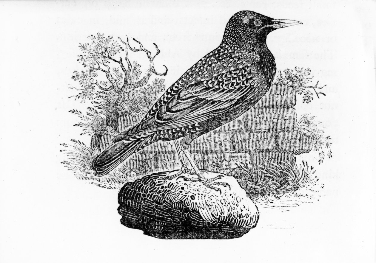 Starling，来自托马斯·比威克的“英国鸟类的历史”的插图，首次出版于1797年 作者 托马斯·贝威克