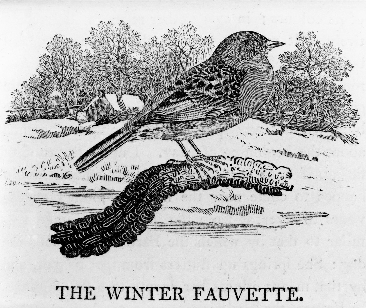 冬季Fauvette，来自托马斯·比威克的“英国鸟类的历史”的插图，首次出版于1797年 作者 托马斯·贝威克