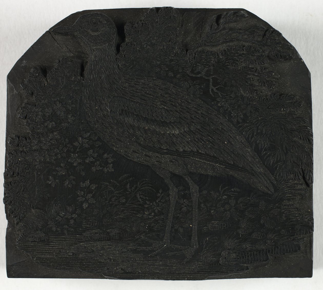 大鸻》木刻版画，选自《英国鸟类史 作者 托马斯·贝威克