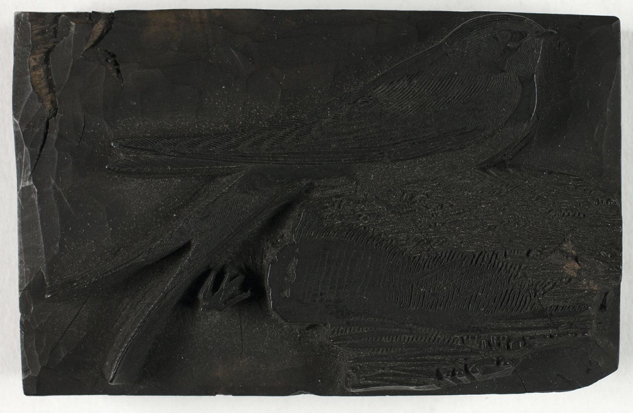 燕子》木刻版画，选自《英国鸟类史 作者 托马斯·贝威克