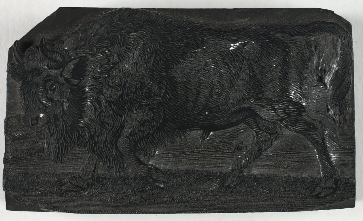 四足动物通史》中的 "乌鲁斯 "或 "野牛 "木刻版画 作者 托马斯·贝威克