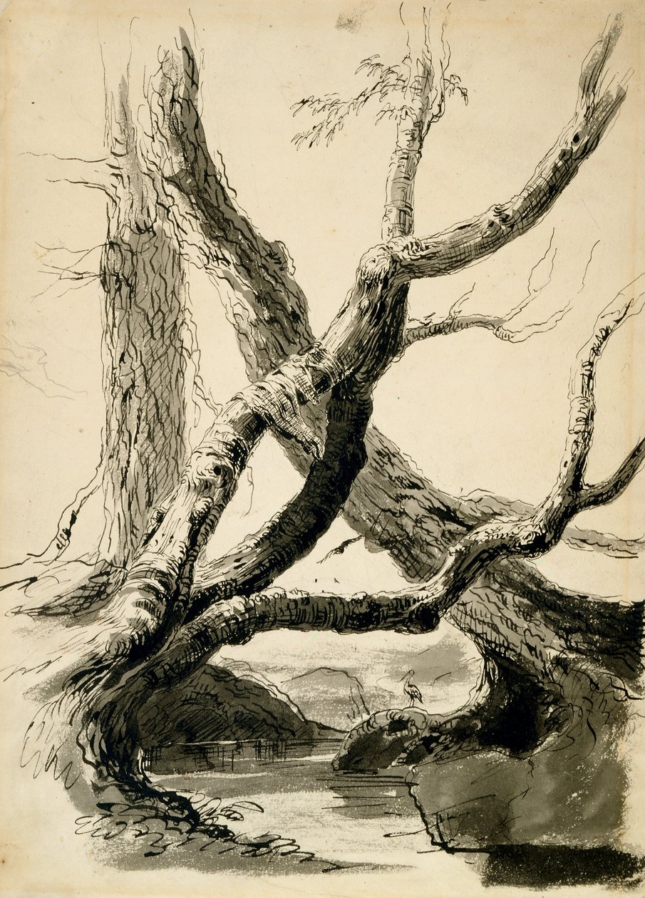 树干素描，约1825-40年（白纸上的黑色墨水，钢笔，水洗笔和铅笔） 作者 托马斯·科尔
