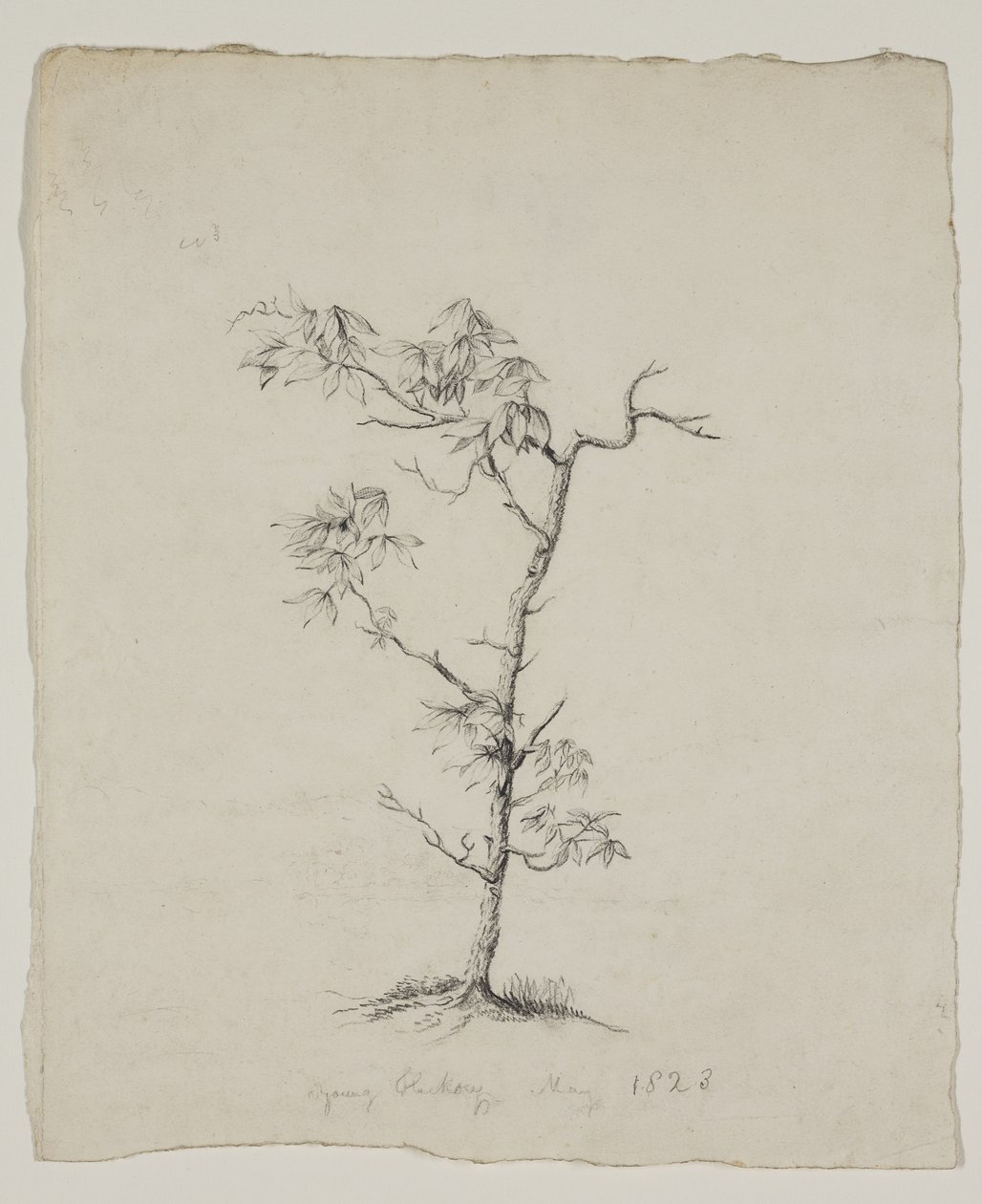  作者 托马斯·科尔