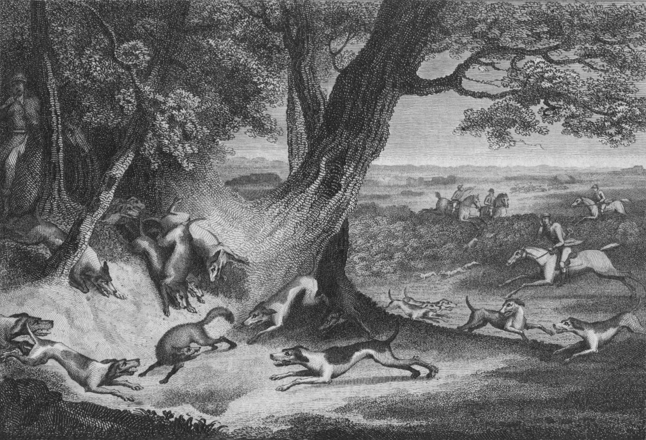 狐狸之死，1793年。 作者 托马斯库克