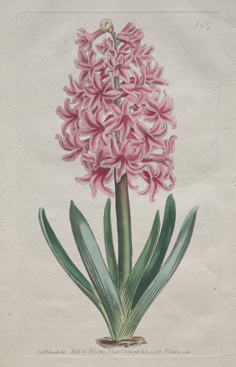 植物学杂志》或《花卉园地展示》。花园风信子，1806年。 作者 托马斯·柯蒂斯