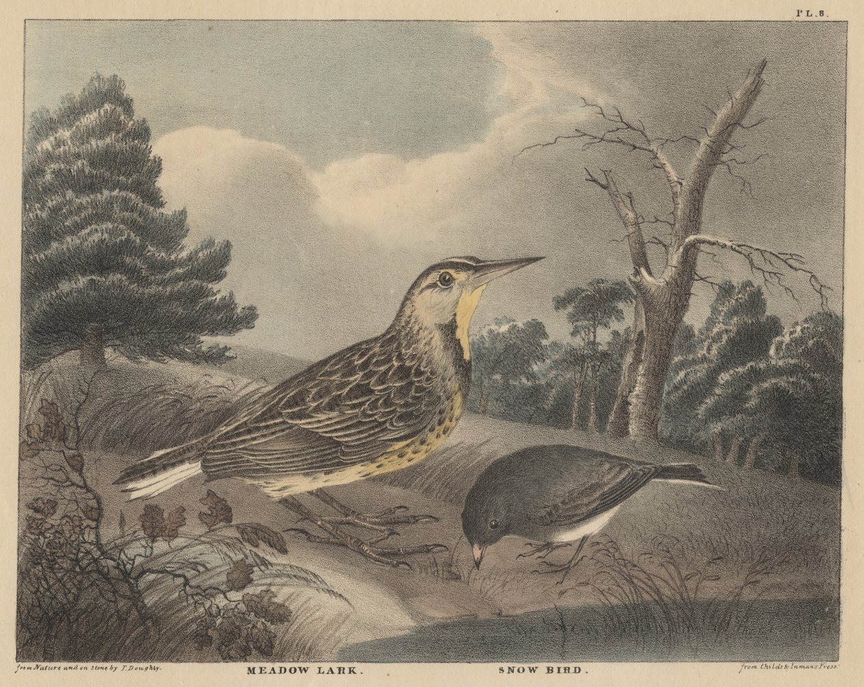 Meadow Lark和Snow Bird，来自&39;Doughty的自然历史和美国乡村体育内阁&39;，Vol I，1830 作者 托马斯·多蒂
