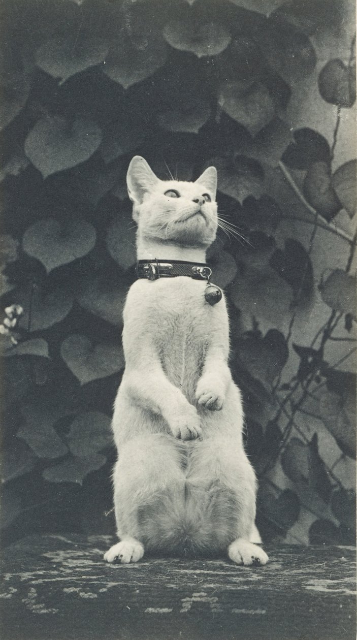 Eakins院子里的猫，约1880-1890。 作者 托马斯·埃金斯