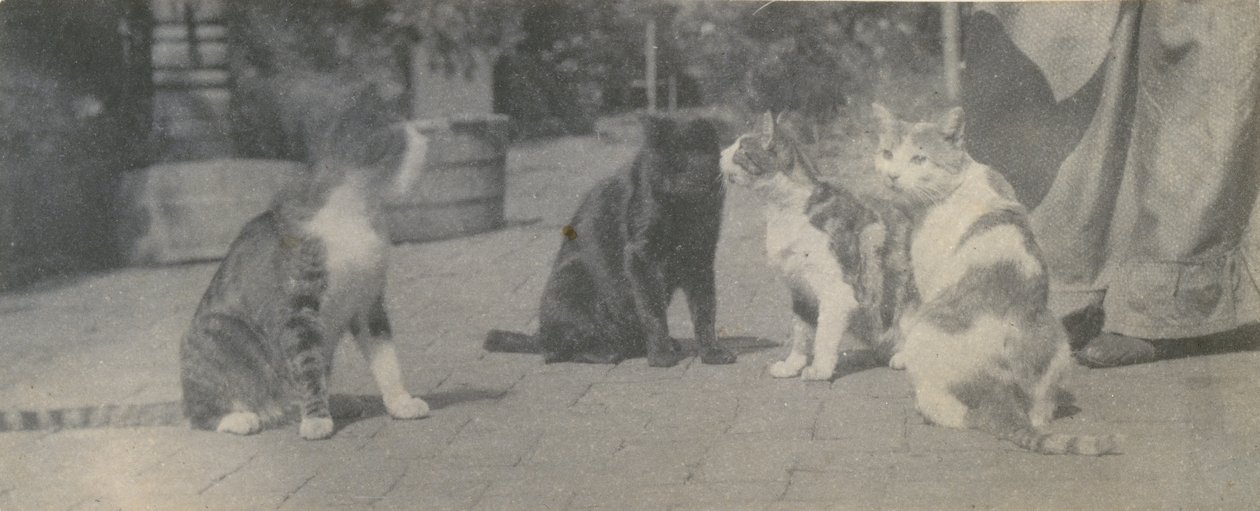 四只猫，约1895年。 作者 托马斯·埃金斯