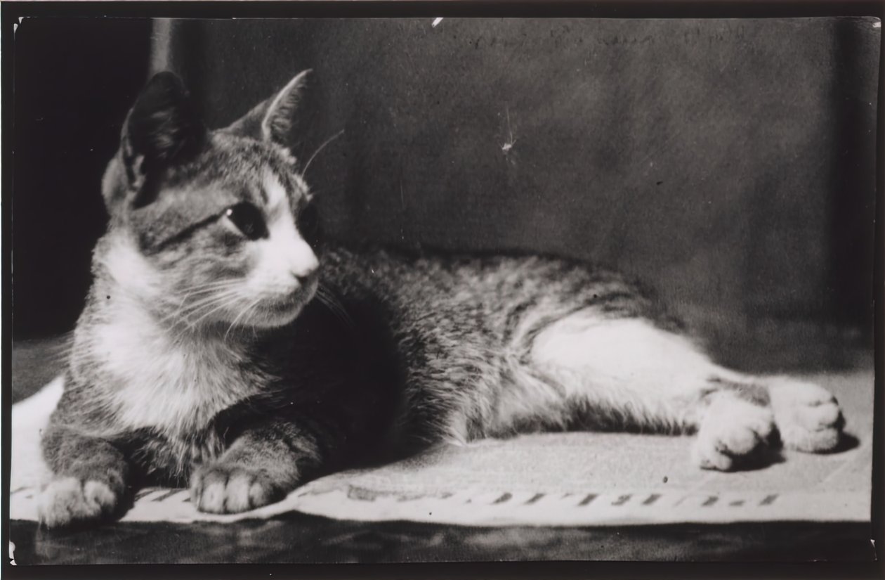 托马斯-艾金斯夫人的猫，约1880-1890。 作者 托马斯·埃金斯