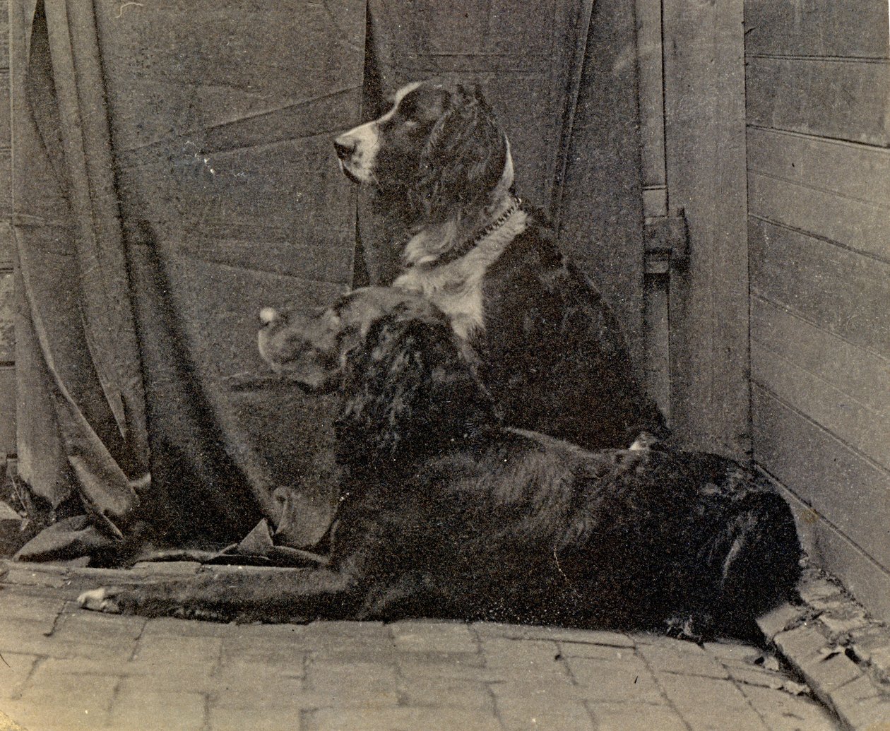 Thomas Eakins Dogs，1884年 作者 托马斯·埃金斯