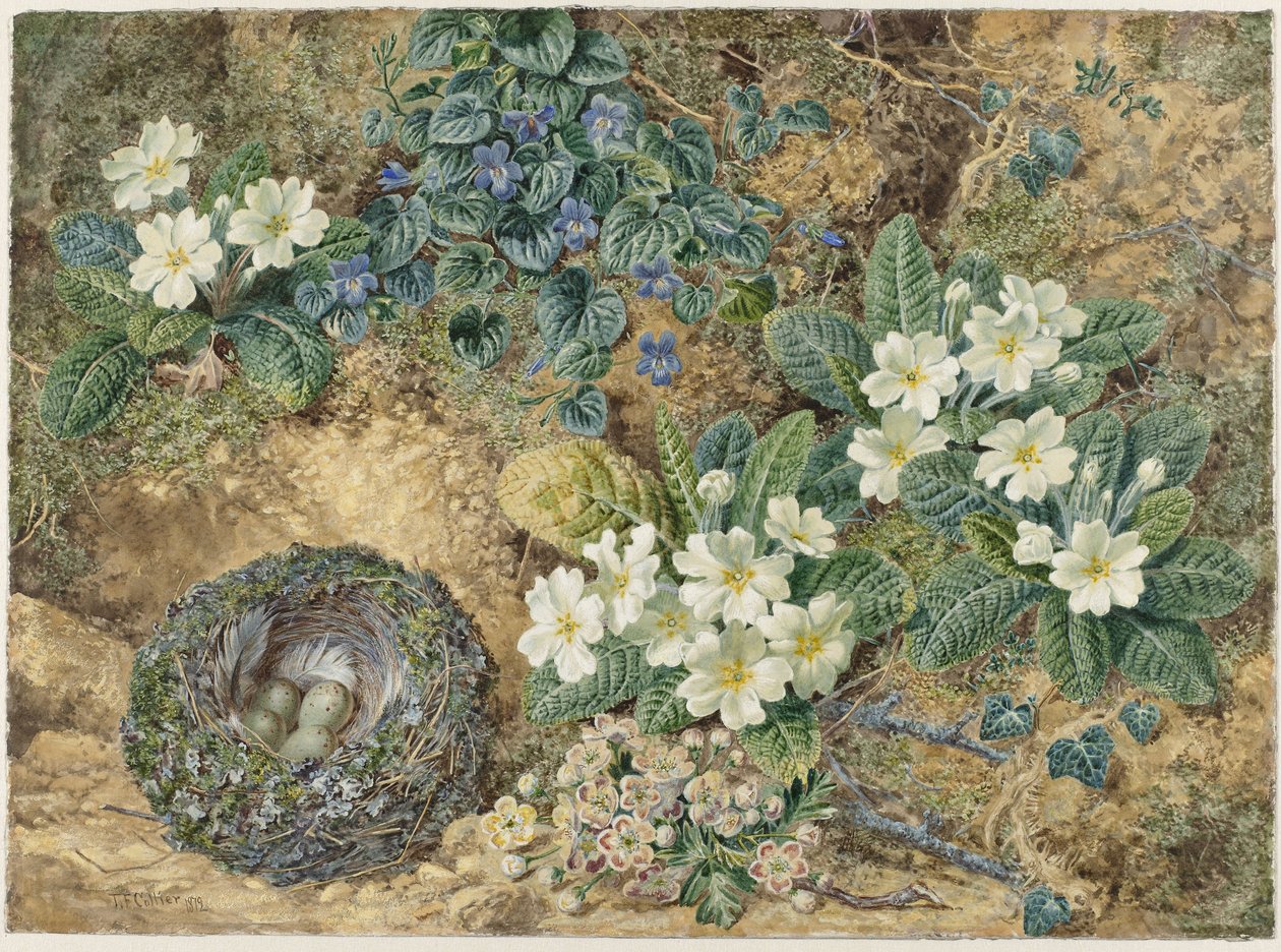 鸟巢、紫罗兰、报春花和苹果花的静物画 作者 托马斯·弗雷德里克·科利尔