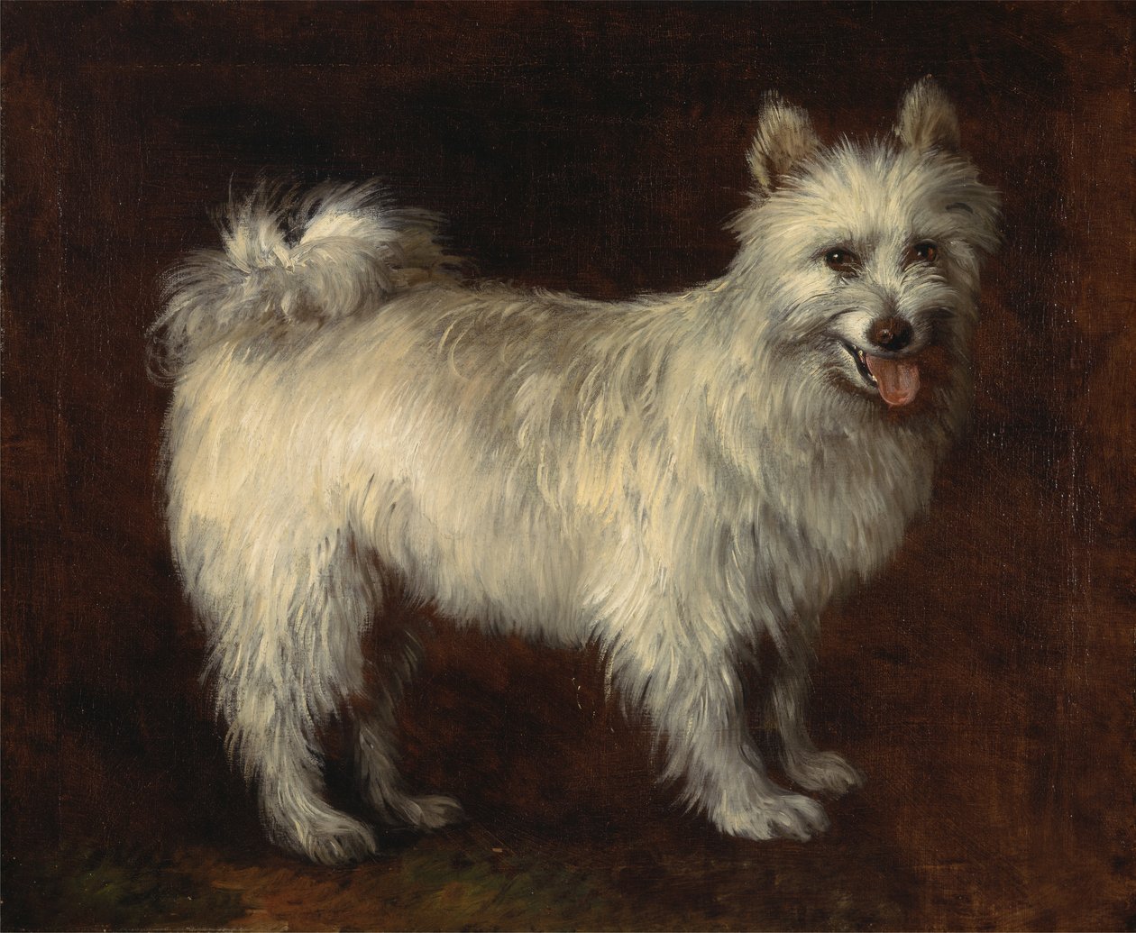 Spitz Dog,A Dog, 约1765年。 作者 托马斯·盖恩斯伯勒