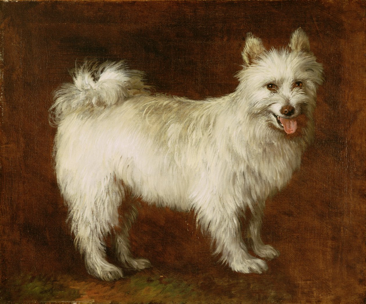Spitz Dog，约1760-70年（布面油画） 作者 托马斯·盖恩斯伯勒