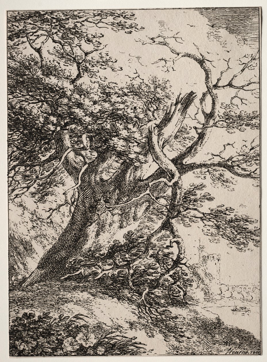 复测的标本：《一棵橡树的风景》，1803年。 作者 托马斯·赫恩