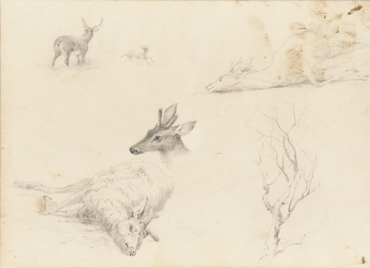 景观和动物题材的素描本，1860-64年。 作者 托马斯·休斯·欣克利