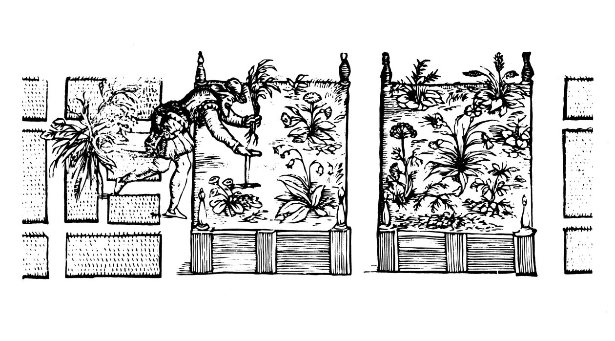 种植在高架床上，来自&39;The Gardener&39;s Labyrinth&39;，1586 作者 托马斯·希尔