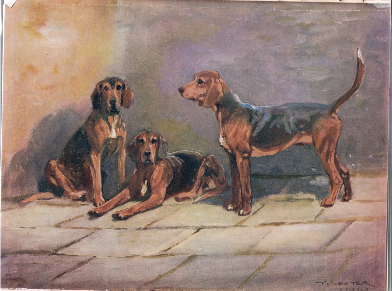 狗，插图来自&39;猎犬&39; 作者 托马斯·伊夫斯特·劳埃德