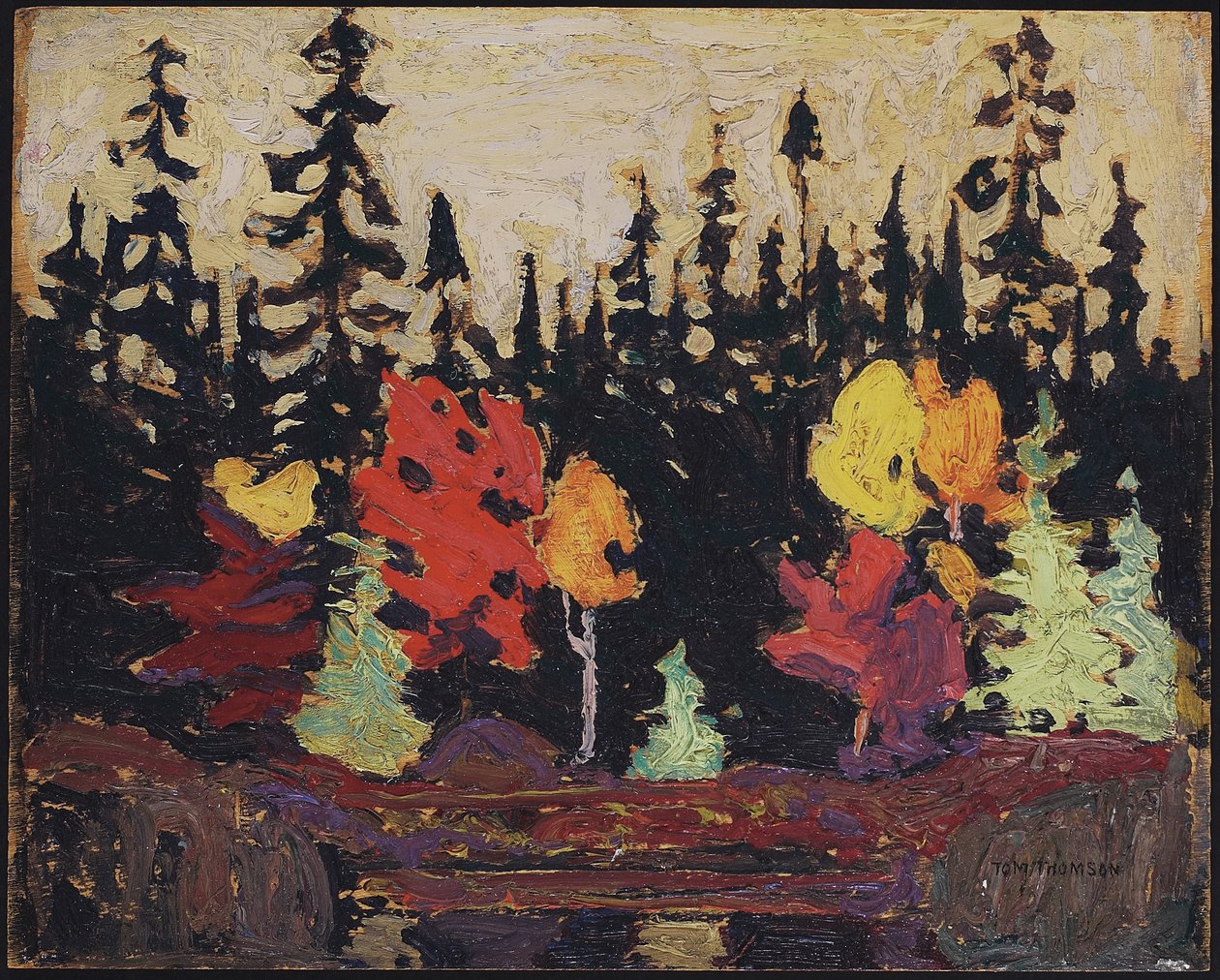 Black Spruce and Maple，1915（木板上油） 作者 汤姆汤姆森
