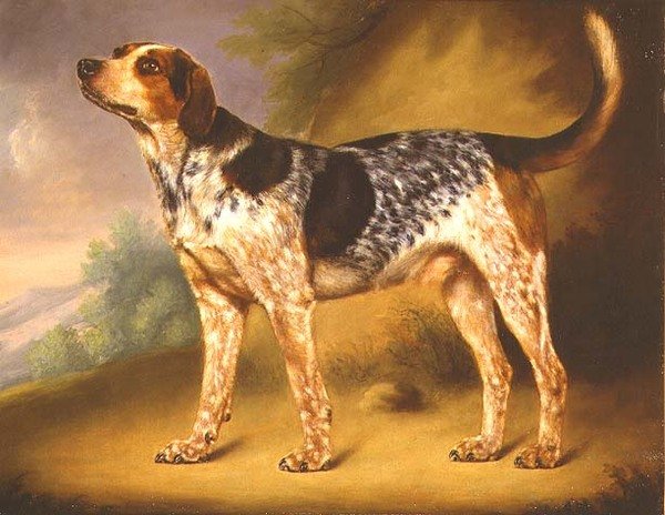 理查德-斯特拉奇的猎犬 "Glancer"。 作者 托马斯·莫里斯