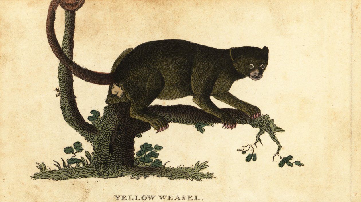 Kinkajou, Potos flavus.1800年（雕刻） 作者 托马斯·彭南特