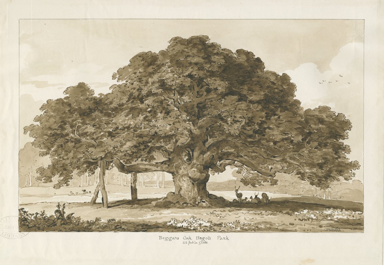 Blithfield-Beggar&39;s Oak：棕褐色画，1837年 作者 托马斯·佩普洛伍德