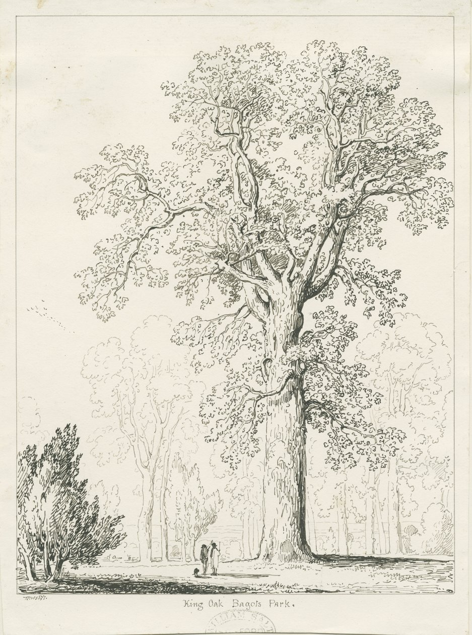 Blithfield-King Oak：钢笔画 作者 托马斯·佩普洛伍德