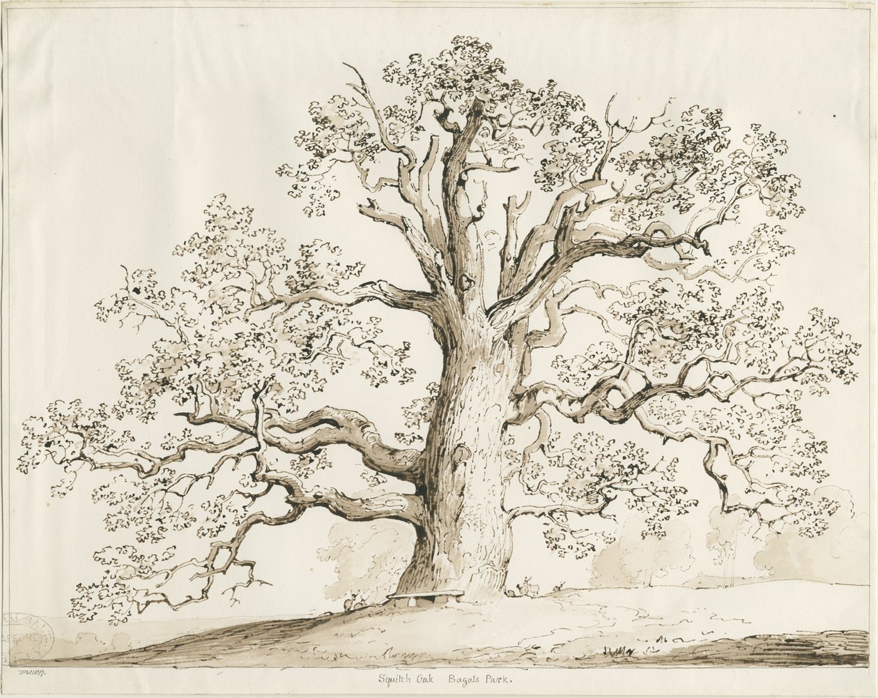 Blithfield-Squitch Oak：钢笔和水洗，1837年 作者 托马斯·佩普洛伍德