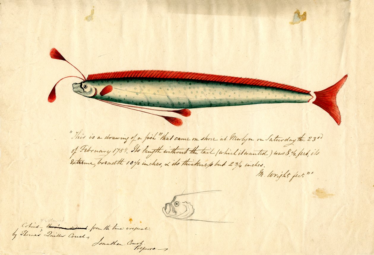 纽林桨鱼（Regalecus glesne）水彩画，约 1849 年（纸面铅笔和水彩画） 作者 托马斯·奎勒·库奇
