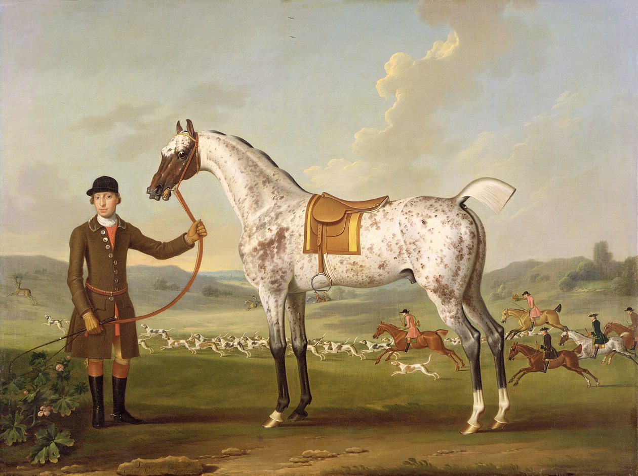 Scipio，Roche&39;s Spotted Hunter上校，1750年 作者 托马斯·斯宾塞