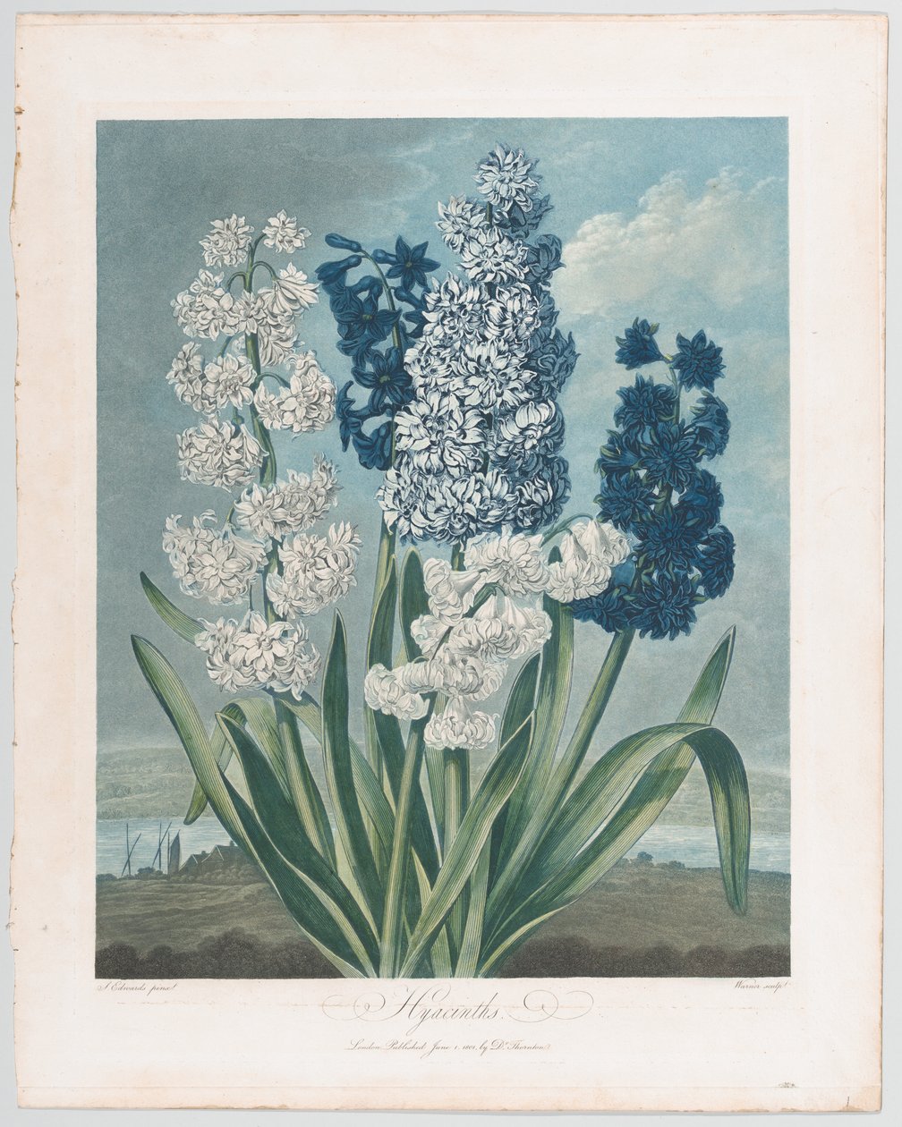 风信子，来自《植物的殿堂，或自然的花园》，1801年6月1日。 作者 托马斯·华纳
