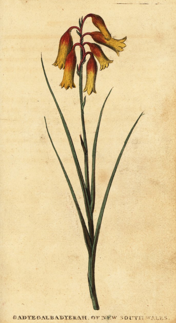 圣诞钟声，Blandfordia nobilis，1800 年（雕刻） 作者 托马斯·沃特林