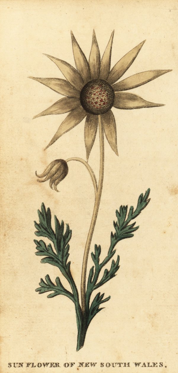 法兰绒花，Acinotus helianthi。 ,1800（雕刻） 作者 托马斯·沃特林