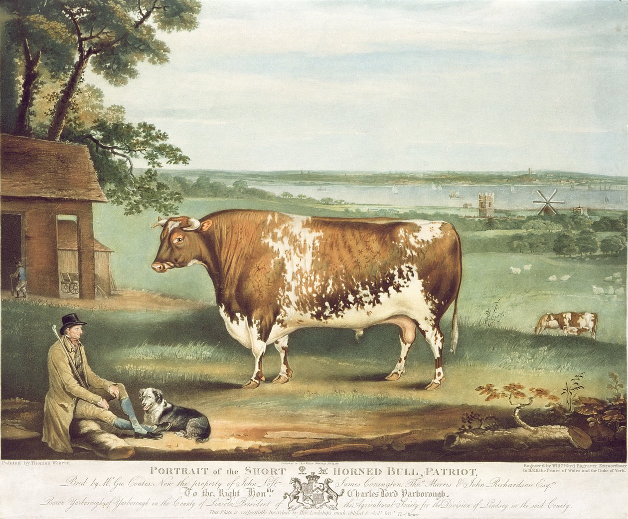 一只短角牛，爱国者，由William Ward，Shrewsbury，1810年刻（彩色雕刻） 作者 托马斯·韦弗