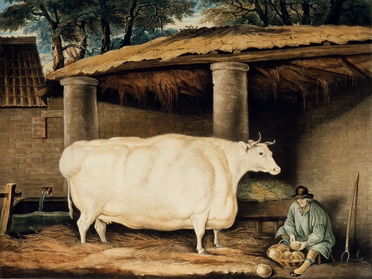 一只短角小母牛，由William Ward，Dartington，1811年刻（彩色雕刻） 作者 托马斯·韦弗
