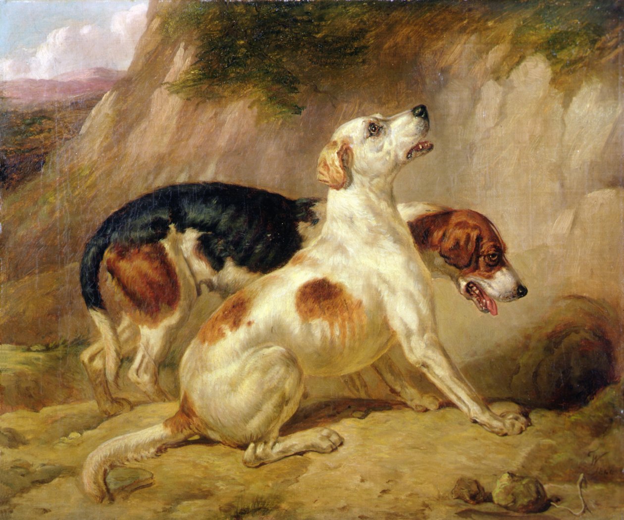 狐狸猎犬，狐狸消失在人间 作者 托马斯·伍德沃德