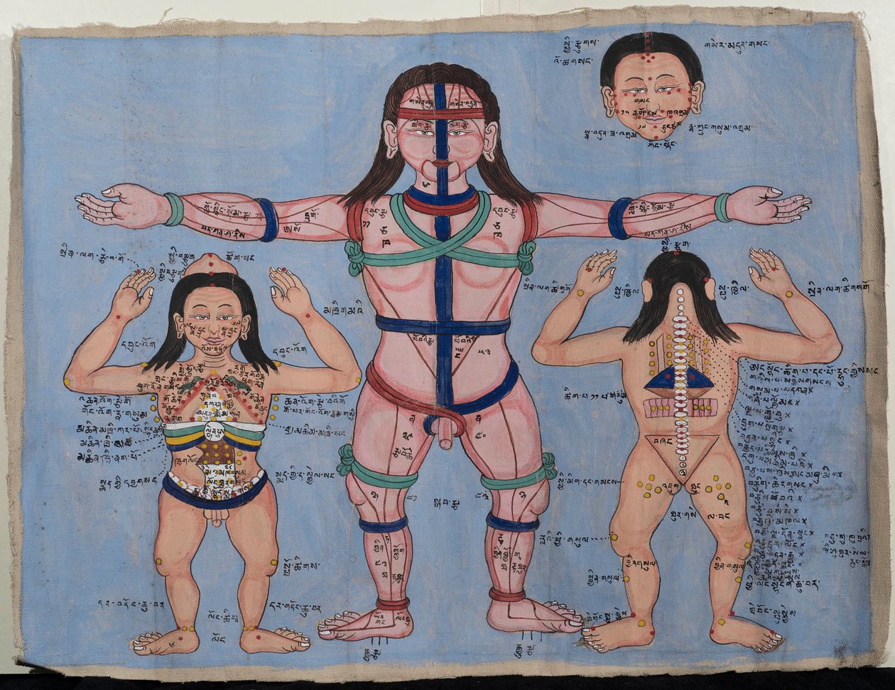 解剖图（画布上的wc） 作者 藏族学校