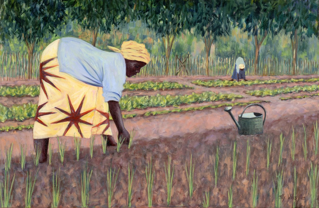 种植洋葱，2005年 作者 蒂莉·威利斯